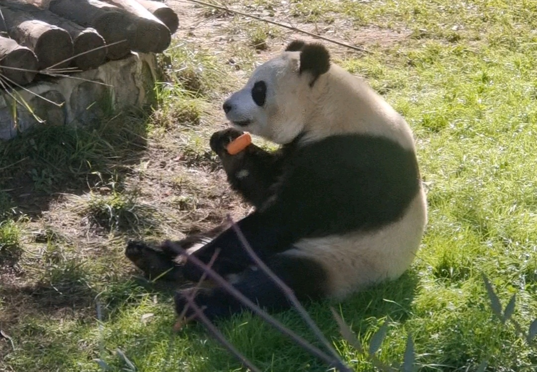 “秦嶺生態旅游季·美好西旅 詩畫秦嶺” 暨秦嶺野生動物園媒體行活動成功舉辦