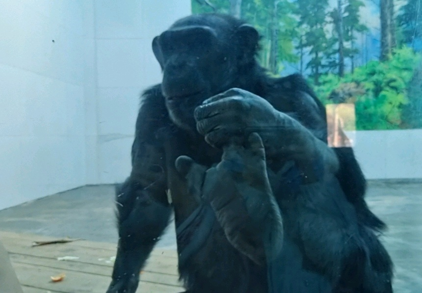 “秦嶺生態旅游季·美好西旅 詩畫秦嶺” 暨秦嶺野生動物園媒體行活動成功舉辦