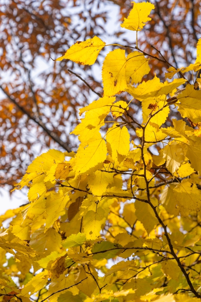 “瞰見秦嶺 詩畫終南”媒體景區行活動 邂逅南五臺秋韻