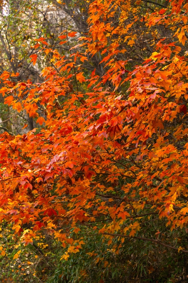 “瞰見秦嶺 詩畫終南”媒體景區行活動 邂逅南五臺秋韻