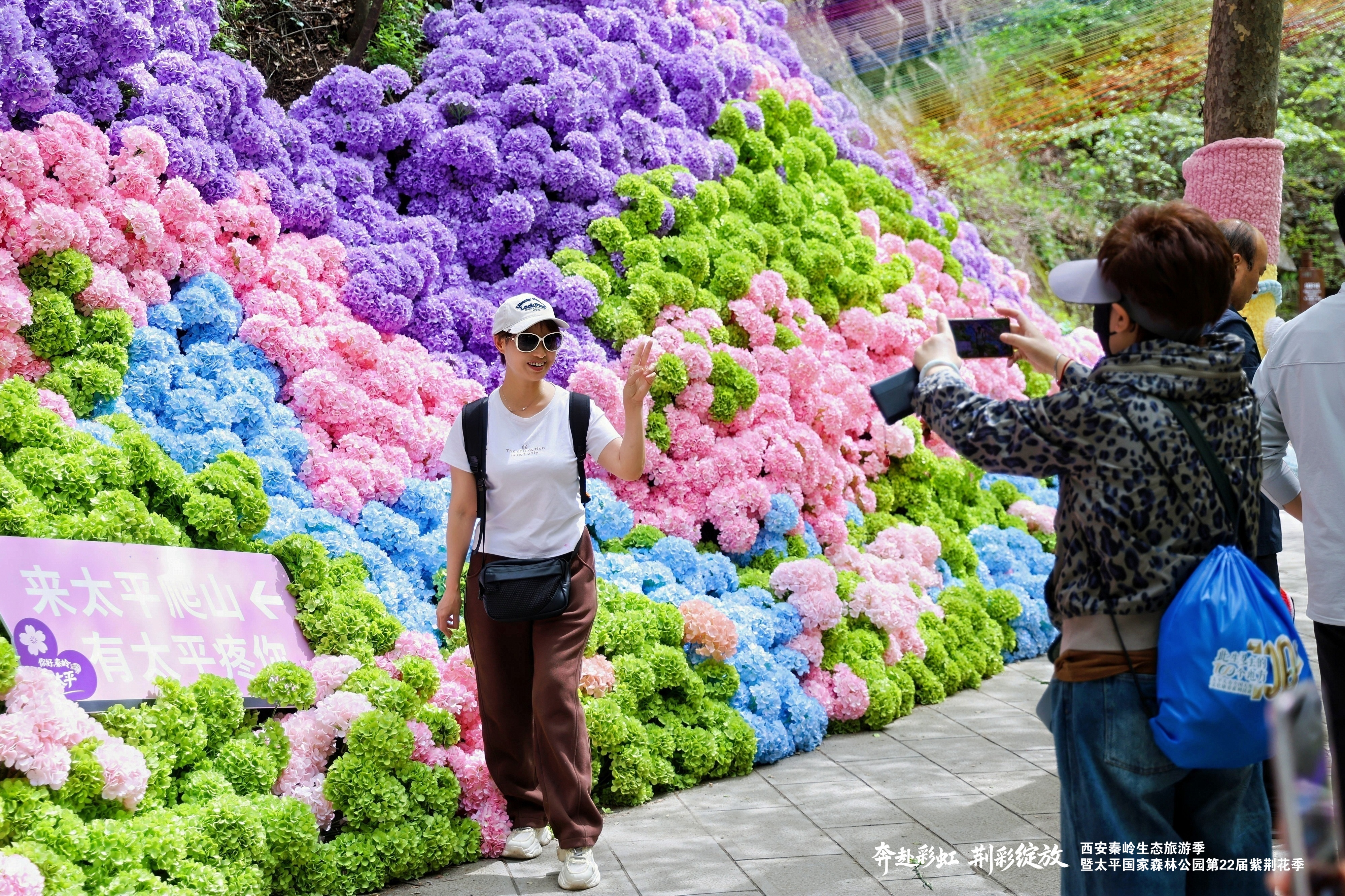 四大亮點板塊賦能“生態+文旅”融合 太平國家森林公園第二十二屆紫荊花季啟幕