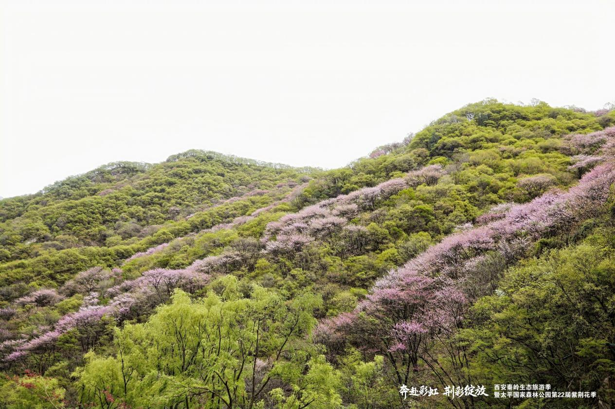 四大亮點板塊賦能“生態+文旅”融合 太平國家森林公園第二十二屆紫荊花季啟幕